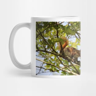 American Red Squirrel Mug